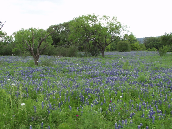 Blue Meadow 1