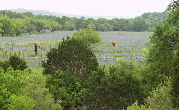 Distant blue field