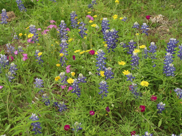 Multicolored
          wildflowers 2